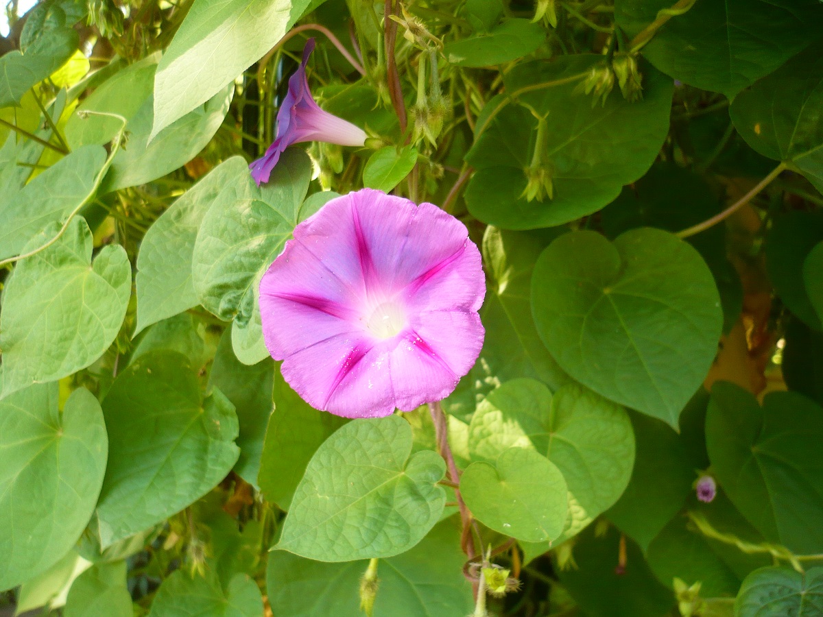 Ipomoea purpurea (Convolvulaceae)
